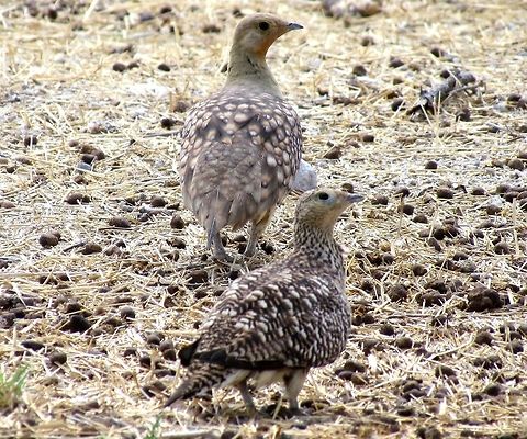 Namaqua Sandgrouse in Etosha I have always tried to see sandgrouse in Europe and mostly been unsuccessful, so it was exciting to be able to see them in Namibia with relative ease and in this case, so close to our rental car that we could actually get a pretty decent photo. Etosha NP,Geotagged,Namaqua sandgrouse,Namibia,Pterocles namaqua,Spring,namibia