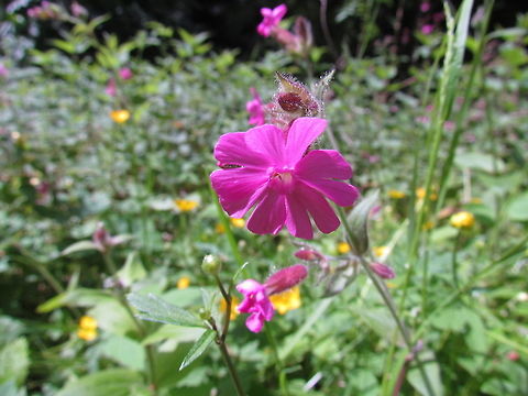 Red Campion in woodland edge These grow in a clearing in a small patch of woodland behind our house. There is cool nature in even the most mundane settings. Geotagged,Germany,Red Campion,Silene dioica,Spring