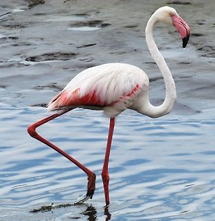 Greater Flamingo in Walvis Bay, Namibia I have seen flamingos in a number of locations around the world and have never ceased to find them one of the most bizarre and fascinating birds ever. But one of the best places to see them is in Walvis Bay, Namibia where you can get quite close. For such a strange looking creature, it is interesting to ponder that evolution produced a very similar looking winged pterosaur (like a flying dinosaur) with a similar life style (Pterodaustro, https://en.wikipedia.org/wiki/Pterodaustro ). Geotagged,Greater flamingo,Namibia,Phoenicopterus roseus,Spring,Walvis Bay,namibia