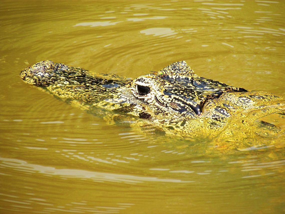 Yacare Cayman in Pantanal This fellow was eyeing me during a call of nature break on a sandbar in a river of the Pantanal while we were looking (unsuccessfully) for jaguars. if you look carefully, you can see a large fly with bright green eyes right between its eyes. Brazil,Caiman yacare,Geotagged,Pantanal,Winter,Yacare caiman