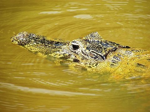 Yacare Cayman in Pantanal This fellow was eyeing me during a call of nature break on a sandbar in a river of the Pantanal while we were looking (unsuccessfully) for jaguars. if you look carefully, you can see a large fly with bright green eyes right between its eyes. Brazil,Caiman yacare,Geotagged,Pantanal,Winter,Yacare caiman