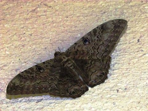 Black Witch Moth visits our bedroom at Chichen Itza One of these flew into our room and stayed for a few days flitting about. It is a large and impressive moth. Ascalapha odorata,Chichen Itza,Geotagged,Mexico,Summer