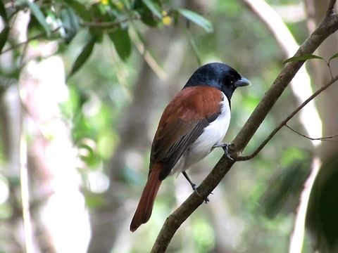Rufous Vanga in Ankarafantsika NR in Northern Madagascar If you are into birds and you go to Madagascar - you want to see Vangas! Andd we saw this one on our first jungle trek in Ankarafantsika NR. Ankarafantsika NP,Fall,Geotagged,Madagascar,Rufous vanga,Schetba rufa