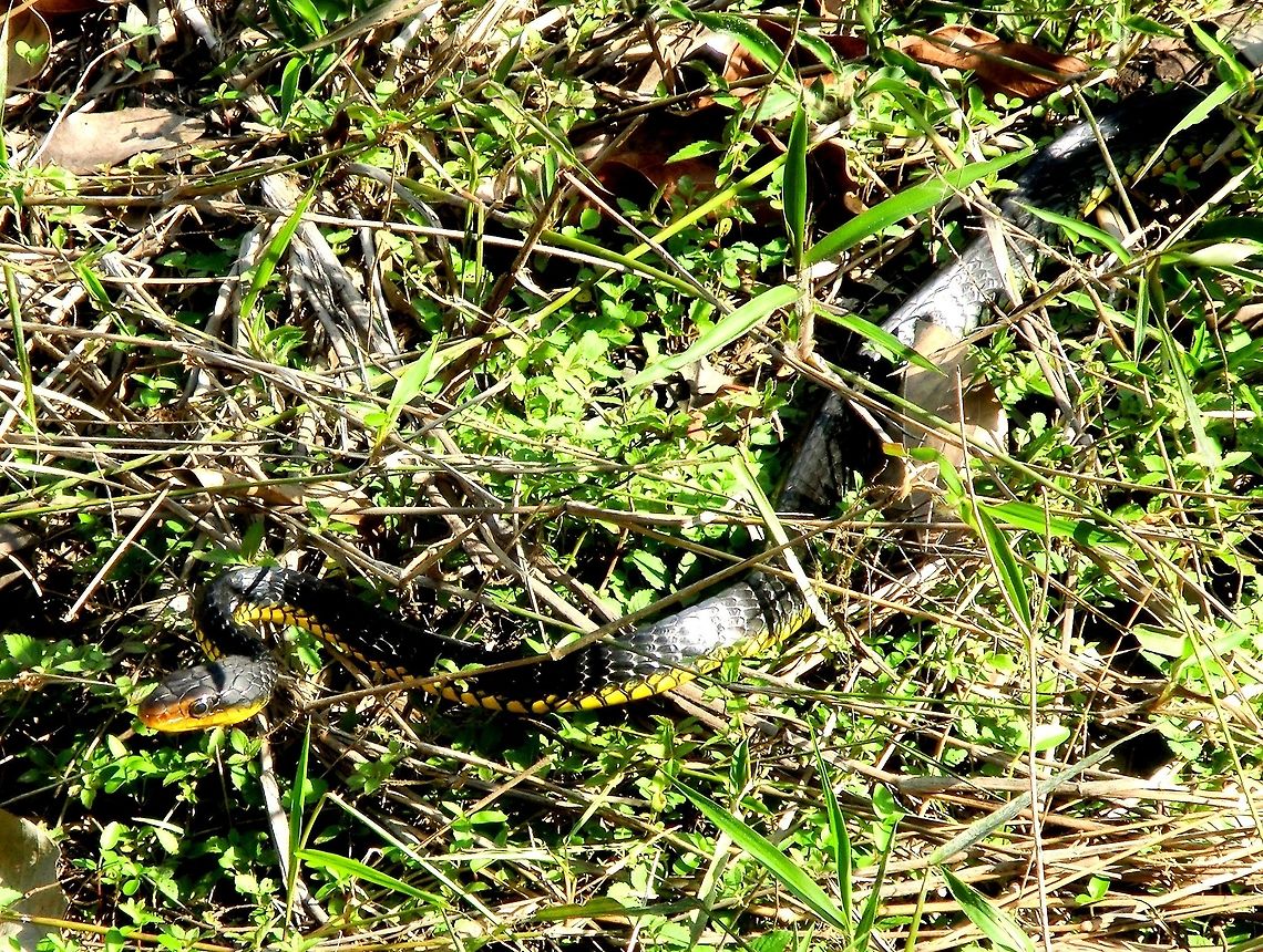 Machete Savane visiting our lodge in the Amazon Like all whipsnakes this one was very fast moving and hard to get a good picture - but of a large number of black and yellow blurs, this one was OK. It was in the grass outside of our lodge right after breakfast one morning. Amazon,Brazil,Chironius carinatus,Geotagged,Rio Negro,Summer,machete savane (also the Amazon Whipsnake)