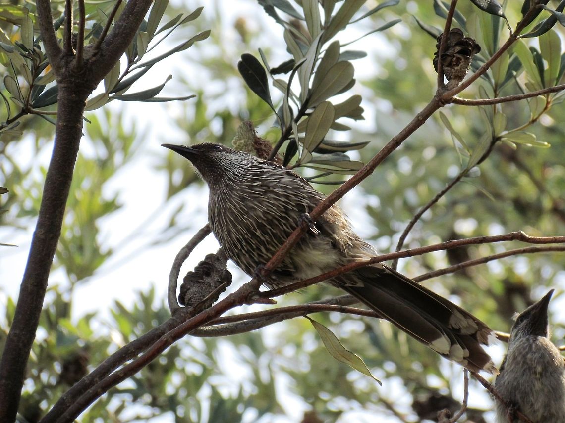 Little Wattlebird from below on Phillip Island Not a particularly rare bird but an interesting view of it. We saw this one on Phillip Island, Victoria, Australia Anthochaera chrysoptera,Australia,Geotagged,Little Wattlebird,Phillip island,Spring,Victoria