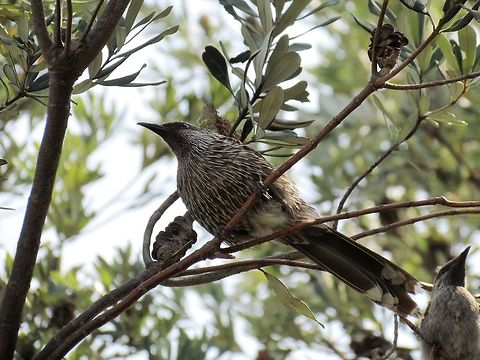 Little Wattlebird from below on Phillip Island Not a particularly rare bird but an interesting view of it. We saw this one on Phillip Island, Victoria, Australia Anthochaera chrysoptera,Australia,Geotagged,Little Wattlebird,Phillip island,Spring,Victoria
