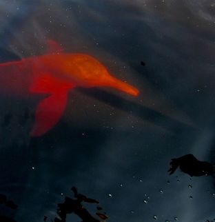 Amazon Pink River Dolphin in the Rio Negro - come for a handout We had a chance to visit a small platform in the Rio Negro near our lodge where at a certain time they feed Pink River Dolphins. I am usually not a fan of this sort of thing, but these are otherwise almost impossible to see and they are amazing animals. I was a little dubious about getting in the water considering all of the things known to occur in these waters: piranha, stingrays, electric eels, killer catfish, caimans, penis fish (!), but I did it anyway and it was a very strange experience. The Rio Negro ("Black river") has a color like coca-cola and you cannot see anything in it. So when a large, pale, rubbery object bumps into you as it swims past - you get an overwhelming desire to jump out and run away! Still, if "Swimming with dolphins" is an item on your bucket list - then it is hard to beat this for pure adventure and at least the dolphins are free and not captive - they only come because they want to. Amazon,Amazon river dolphin,Brazil,Geotagged,Inia geoffrensis,Rio Negro,Winter