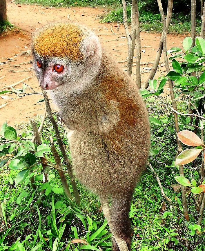 The definition of cute - Eastern Lesser Bamboo Lemur OK, this one was photographed suring our visit to Lemur island, where the lemurs, although not in cages, cannot leave the island. Having said that, for close encounters of the lemur kind - this place is hard to beat. One ruffed lemur jumprd onto my shoulder and promptly urinated. The locals thought it was really funny and tried, rather half-heartedly, to convince me that it was considered good luck among the Malagasy.  Andasibe NP,Eastern lesser bamboo lemur,Geotagged,Hapalemur griseus,Madagascar,Spring