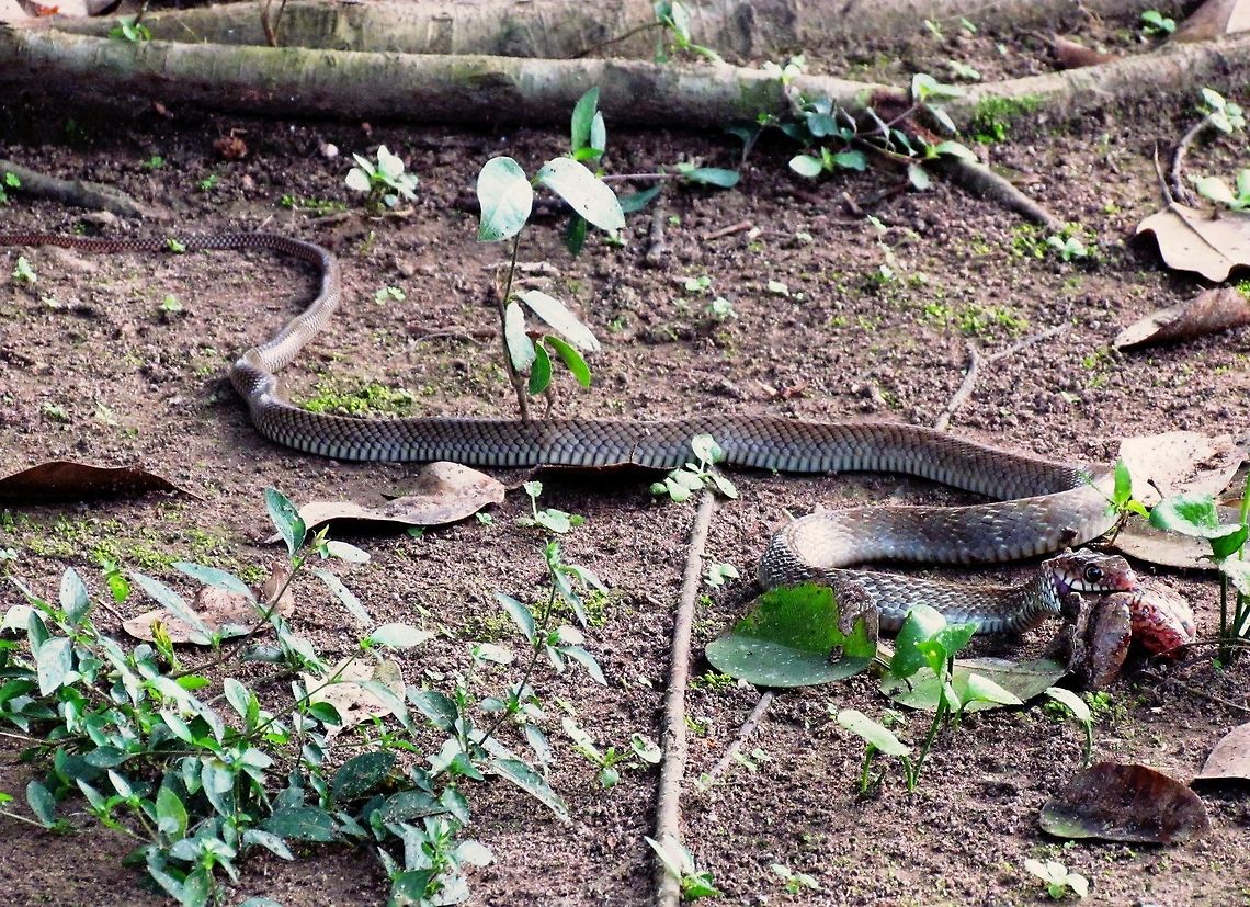 Oriental Ratsnake interrupted while dining Since people seemed to like stories . . . I was in our cabin during the day at Chitwan NP, probably trying to figure out some bird ID. Suddenly there was a commotion out in the garden and I ran out to calls of "snake, snake" grabbing my camera. Sure enough, they had found a snake, which as I looked at him and got off a few photos, I noticed that it was in the middle of eating a frog it had killed. As several of us stood there, the snake stopped in the middle of swallowing the frog and looked up at us. The expression of its face (as seen here) seemed to be showing that it was thinking over whether to be safe (i.e., spit out the frog and flee from these big dangerous humans) or satisfied (finish swallowing the frog and get its dinner, but risk that the humans would harm it which it would find harder to avoid being full of fresh frog). It made the nomally wise choice and went fror safety - spit out the frog and disappeared beneath the roots of a tree. I felt horrible that we may have cost it its dinner, so I was very relieved that when we cam back an hour later, the frog was gone. Hopefully the snake had returned an finally gotten its well deserved meal! Chitwan National Park,Fall,Geotagged,Nepal,Oriental Ratsnake,Oriental ratsnake,Ptyas mucosa,Ptyas mucosus