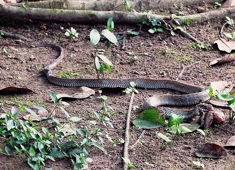 Oriental Ratsnake interrupted while dining Since people seemed to like stories . . . I was in our cabin during the day at Chitwan NP, probably trying to figure out some bird ID. Suddenly there was a commotion out in the garden and I ran out to calls of "snake, snake" grabbing my camera. Sure enough, they had found a snake, which as I looked at him and got off a few photos, I noticed that it was in the middle of eating a frog it had killed. As several of us stood there, the snake stopped in the middle of swallowing the frog and looked up at us. The expression of its face (as seen here) seemed to be showing that it was thinking over whether to be safe (i.e., spit out the frog and flee from these big dangerous humans) or satisfied (finish swallowing the frog and get its dinner, but risk that the humans would harm it which it would find harder to avoid being full of fresh frog). It made the nomally wise choice and went fror safety - spit out the frog and disappeared beneath the roots of a tree. I felt horrible that we may have cost it its dinner, so I was very relieved that when we cam back an hour later, the frog was gone. Hopefully the snake had returned an finally gotten its well deserved meal! Chitwan National Park,Fall,Geotagged,Nepal,Oriental Ratsnake,Oriental ratsnake,Ptyas mucosa,Ptyas mucosus