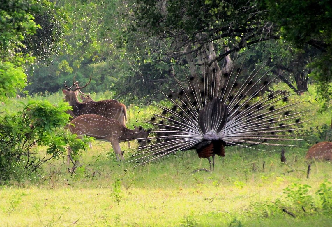 Peacock trying to impress deer I know that we have tons of peafowl photos - but I still love this one. The poor bird looks like he is saying "Ladies, ladies, hey c'mon check out this tail!!" And the deer couldn't care less! Fall,Geotagged,Indian peafowl,Pavo cristatus,Sri Lanka,Yala National Park