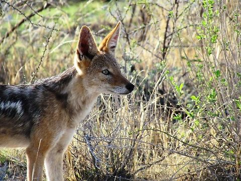 Black-backed Jackal in Etosha NP These tend to be overlooked amidst all of the Lions, Giraffes, Kudu, Gemsbok, and Zebra - but they are lovely animals in their own right. They are like African coyotes. Black-backed jackal,Canis mesomelas,Etosha NP,Geotagged,Namibia,Spring,namibia