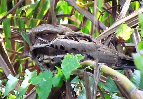 Large-Tailed Nightjar in Chitwan NP We drove along on our rhino jeep safari (see my comments on the Rhino pictures about not taking the Elephant safaris!), and in heavy forest, we suddenly stopped, backed up and there, resting on a branch, was this Nightjar. Nightjars are very hard to see and I was thrilled to be able to get even a halfway decent photo. Caprimulgus macrurus,Chitwan National Park,Fall,Geotagged,Nepal,large tailed nightjar