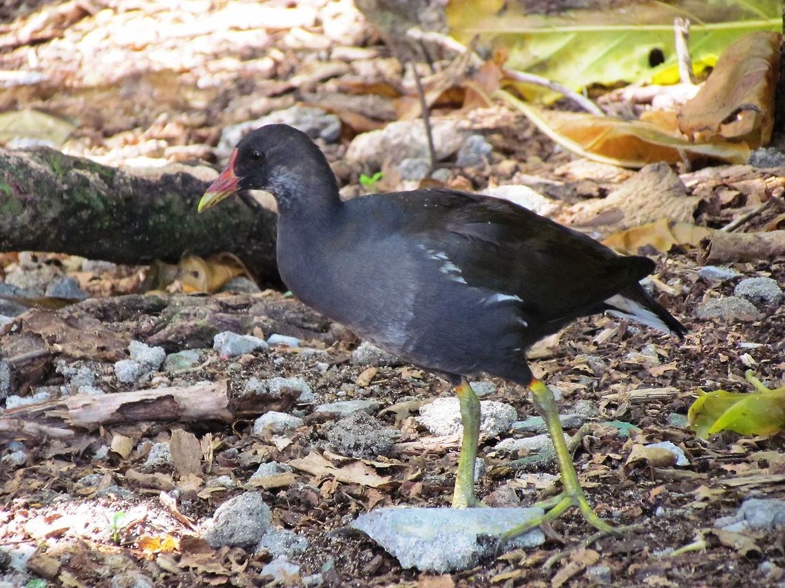 Common Moorhen in the Seychelles Ok, a very common bird - but this one was photographed in a very exotic locale, Cousin Island in the Seychelles. In hindsight, I feel a bit sorry for it, among all of the other exciting birds and reptiles (Seychelles Magpie Robin, White tern, Giant Tortoise) this one was a disappointment that it was just the &quot;Common Moorhen&quot;. Common Moorhen,Cousin island,Gallinula chloropus,Geotagged,Seychelles,Spring
