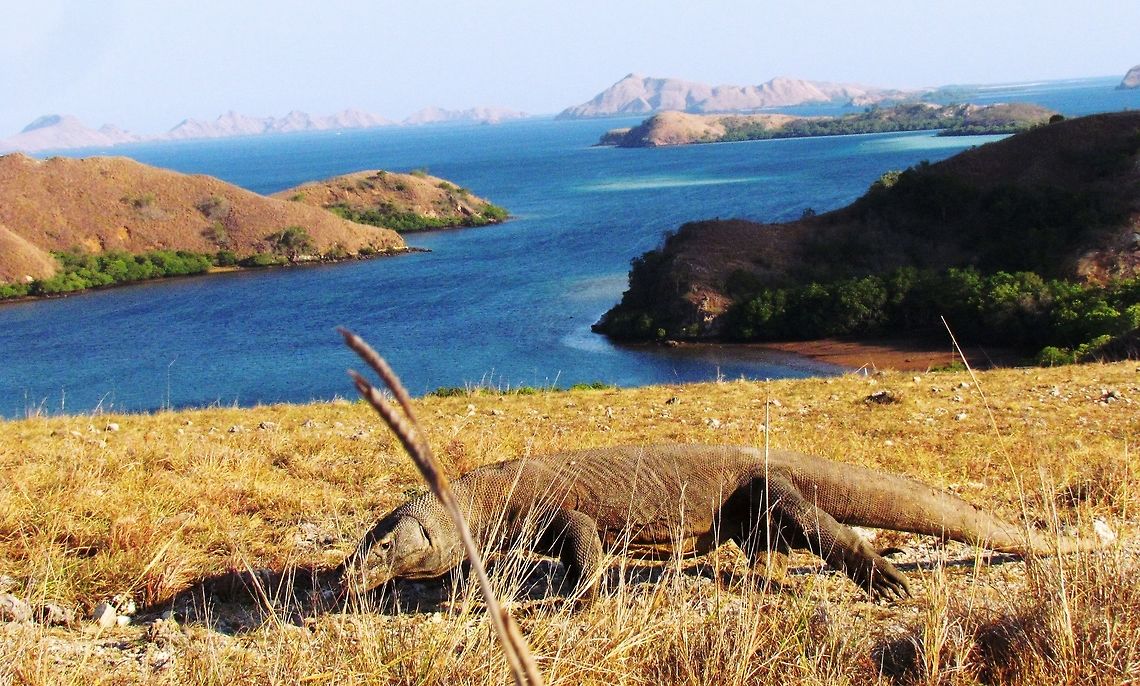 Komodo Dragon on Rinca with picturesque background Yes, I know - another Komodo Dragon photo, but this one our guides dubbed &quot;The National Geographic&quot; photo because the way it posed for us with the island landscape and ocean behind it. It is still one of my favorite photos. Geotagged,Indonesia,Komodo dragon,Rinca Island,Spring,Varanus komodoensis