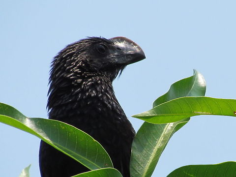 Smooth-billed Ani showing off the reason for its name in the sun The 2 Ani species (Smooth and Groove-billed) can sometimes be hard to differentiate in the wild but this one was determined to show me that it was a Smooth-billed by posing and positioning its bill at just the right angle to clearly see. Thanks, Ani! Costa Rica,Crotophaga ani,Geotagged,Smooth-billed ani,Summer