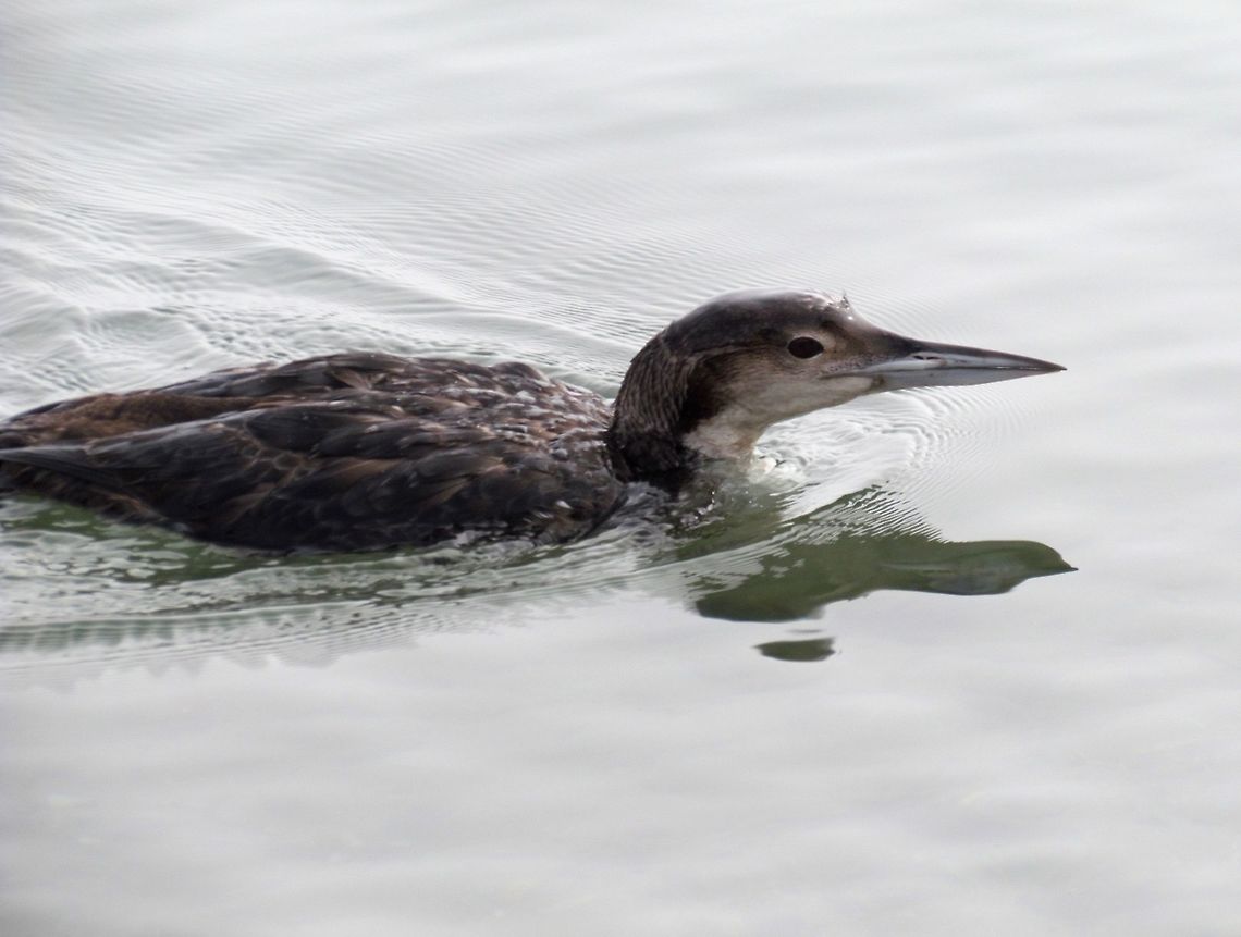 Pacific Loon in non-breeding plumage in California I wish that I had a photo of the Pacific Loon in breeding plumage, but to see that you have to go to the Yukon, Alaska, or Siberia and I haven&#039;t been able to manage that yet. Some day . . .  California,Gavia pacifica,Geotagged,Pacific loon,Spring,United States