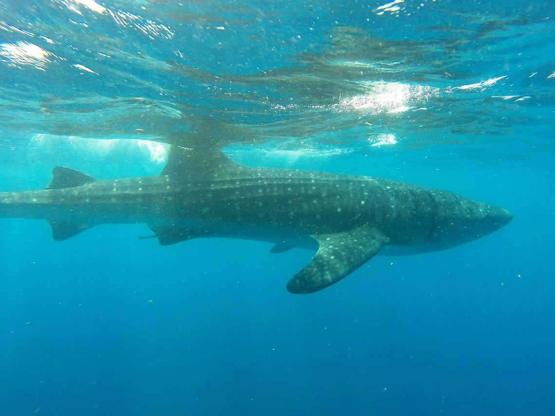 Whale Shark off the coast of the Yucatan Another view of one of the whale sharks we swam with from Holbox, Mexico where they guarantee an encounter in August. Incredible experience - especially when you consider that Jacques-Yves Cousteau claimed to have only every seen two in his many years of sailing the oceans studying undersea life.  Geotagged,Holbox,Mexico,Rhincodon typus,Whale shark,Winter,Yucatan