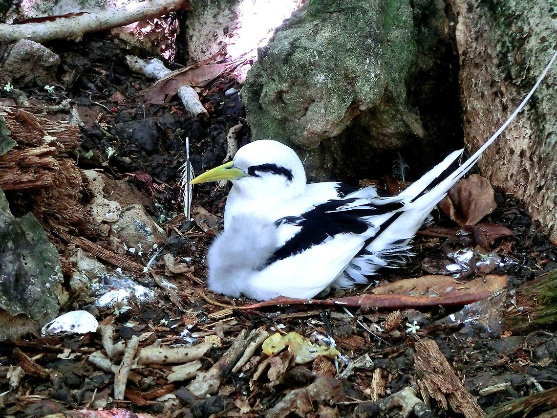 White-tailed Tropicbird nesting in the Seychelles On Cousin Island, where you can see some highly endangered birds that are found nowhere else, you can also see some seabirds up close - like this one. Otherwise, I have only ever seen them in flight from very great distances. Cousin island,Geotagged,Phaethon  lepturus,Seychelles,Spring,White-tailed tropicbird