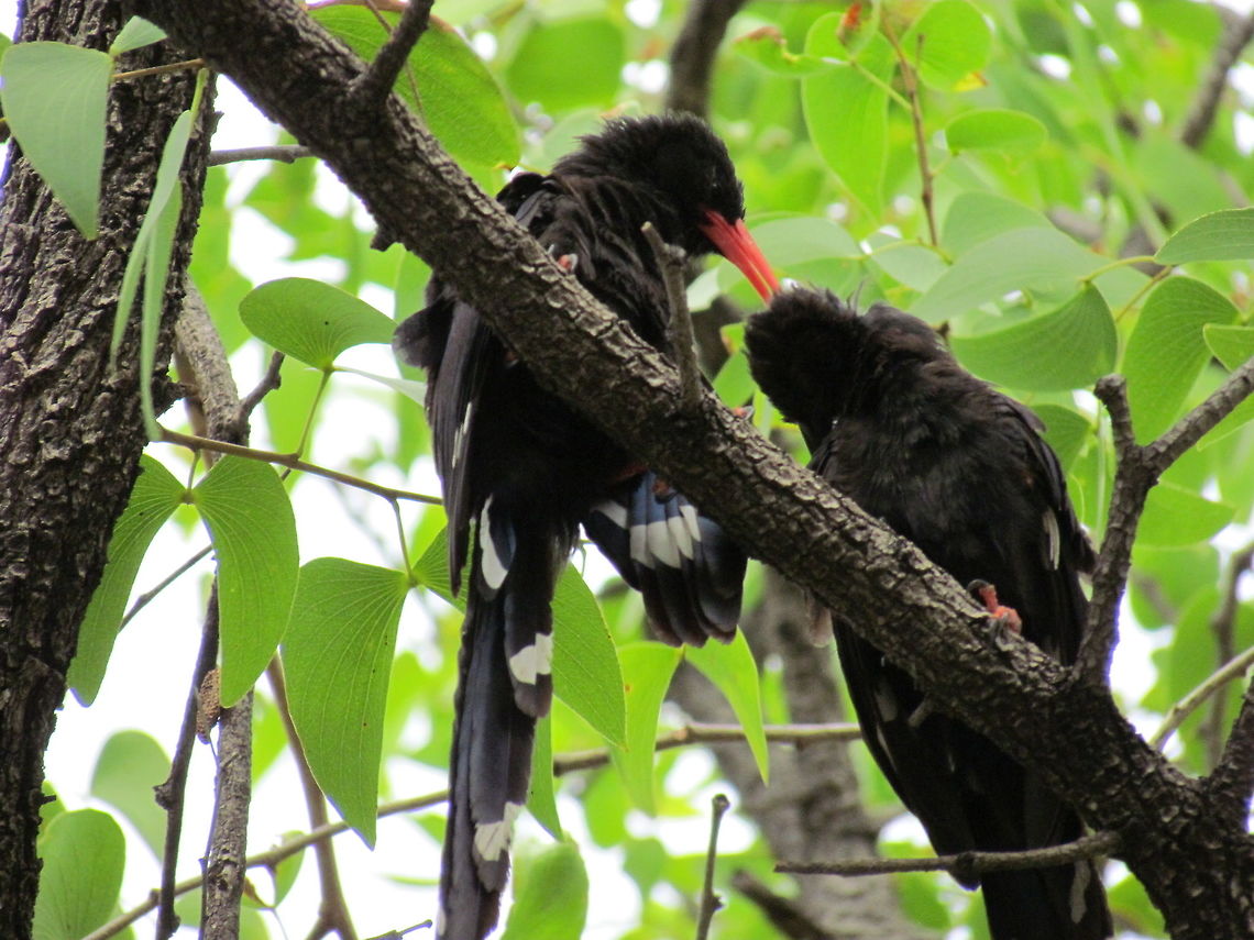 Violet Wood Hoopoe pair at Etosha NP Wood Hoopoes (well all hoopoes actually) are some of my favorize birds - and the colors are amazing. This pair was in a tree at a stop half-way along the main Etosha road, and I was thrilled to be able to watch them for awhile. Etosha NP,Geotagged,Namibia,Phoeniculus damarensis,Spring,Violet wood hoopoe,namibia