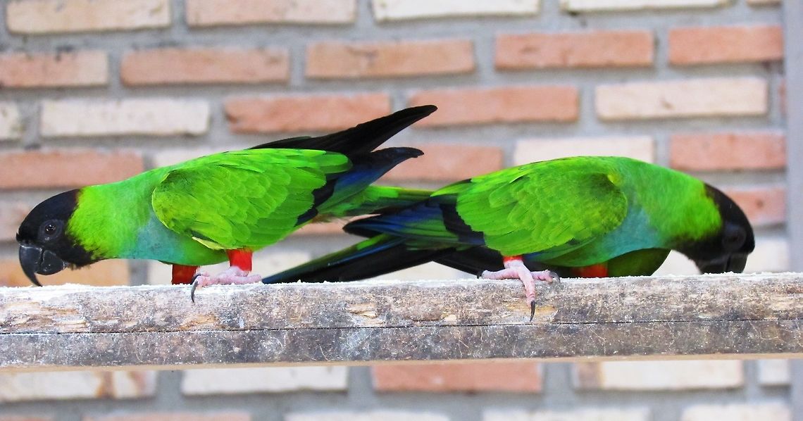 Wild Nanday Parakeets visiting the lodge in the Pantanal I am thrilled to be able to add the first uncaged Nanday Parakeets. These look pretty civilized given the bricks in the background - but they were wild and came to a feeding table at one of our Pantanal lodges. For great birdwatching in the Pantanal, often you don't even have to leave your lodge! Brazil,Geotagged,Nanday Parakeet,Nandayus nenday,Pantanal,Winter