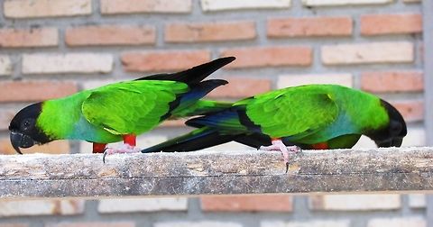 Wild Nanday Parakeets visiting the lodge in the Pantanal I am thrilled to be able to add the first uncaged Nanday Parakeets. These look pretty civilized given the bricks in the background - but they were wild and came to a feeding table at one of our Pantanal lodges. For great birdwatching in the Pantanal, often you don't even have to leave your lodge! Brazil,Geotagged,Nanday Parakeet,Nandayus nenday,Pantanal,Winter