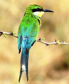 Swallow-tailed Bee-eater showing off its plumage Bee-eaters are wonderful birds and Africa has lots of them. Geotagged,Merops hirundineus,Namibia,Spring,Swallow-tailed bee-eater,namibia,waterberg