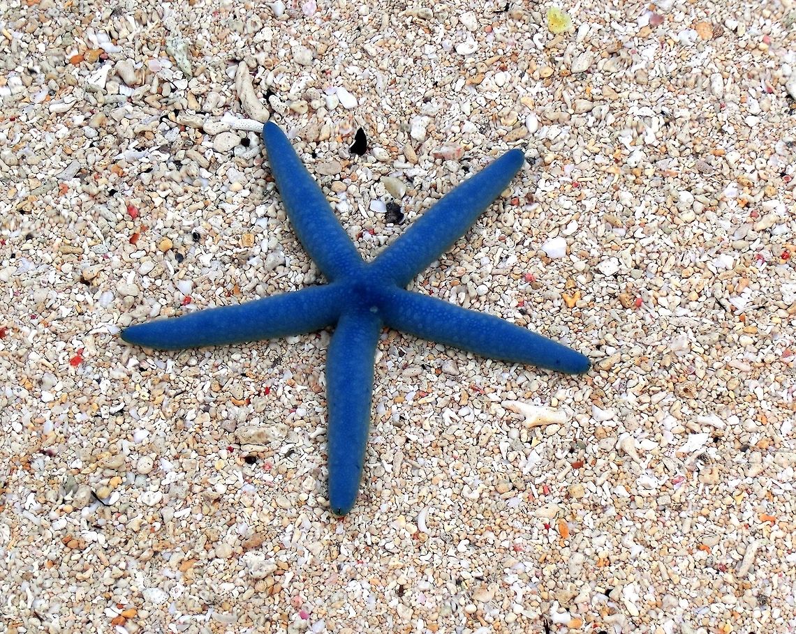 Blue Starfish on the beach Don&#039;t worry, we saw this beautiful creature sitting on the beach, realized that it was still alive, and took it back out into the ocean and onto some rocks. Echinoderm,Fall,Geotagged,Indonesia,Linckia laevigata,Sulawesi