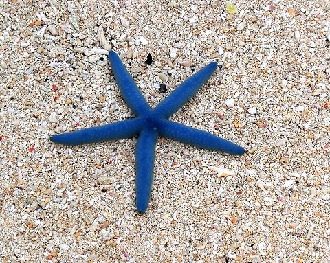 Blue Starfish on the beach Don't worry, we saw this beautiful creature sitting on the beach, realized that it was still alive, and took it back out into the ocean and onto some rocks. Echinoderm,Fall,Geotagged,Indonesia,Linckia laevigata,Sulawesi