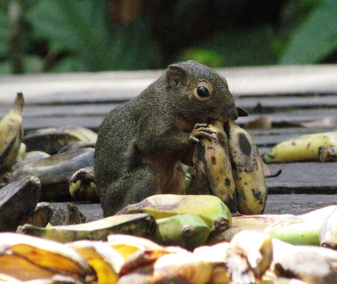 Plantain Squirrel at Orangutan feeding table In Borneo, there are tables in the forest of National Parks, where they spread fruit at the same time every day in the hope that Orangutans will come to feed. We waited at this table for over an hour but no apes - luckily, we did see lots of birds, army ants, and a few really interesting squirrels. Borneo,Callosciurus notatus,Geotagged,Indonesia,Plantain squirrel,Spring