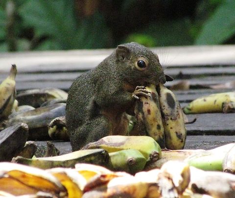 Plantain Squirrel at Orangutan feeding table In Borneo, there are tables in the forest of National Parks, where they spread fruit at the same time every day in the hope that Orangutans will come to feed. We waited at this table for over an hour but no apes - luckily, we did see lots of birds, army ants, and a few really interesting squirrels. Borneo,Callosciurus notatus,Geotagged,Indonesia,Plantain squirrel,Spring