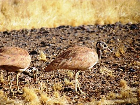 Ruppells Korhaan from horseback We saw these nearv the Namib desert on a horseback sundowner. My wife is a real equestrian (i.e., the horse does what she wants) whereas I am a hopeless beginner (the horse does what IT wants and looks at me as if to say, "What did I do to deserve you?"), but the tour was great for both of us. Many animals won't react to a horse the way they do to a lnadrover, so you can get quite close to some animals like these. Eupodotis rueppellii,Geotagged,Namibia,Rüppells korhaan,Spring,namib desert,namibia