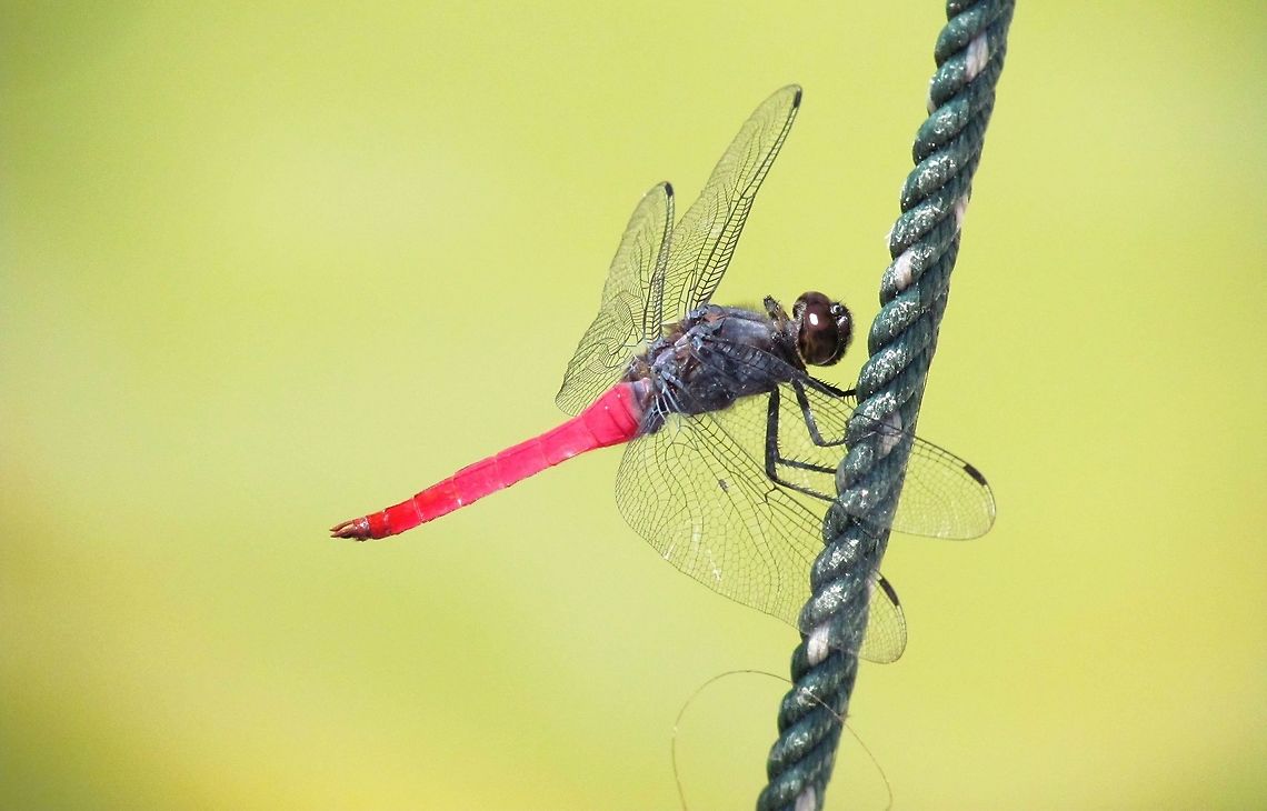 Orthetrum pruinosum in Borneo These were pretty common but beautiful . . . and of course, dragonflies are totally cool. Borneo,Crimson-tailed Marsh Hawk,Geotagged,Indonesia,Orthetrum pruinosum,Spring