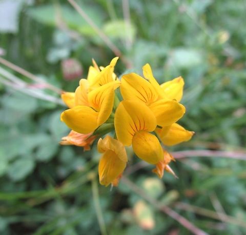 Birds-foot Trefoil (Lotus corniculatus) Another local flower pretty common in the woods around where we live in Southern Germany. One great thing that JungleDragon has done for me is to show me how beautiful and full of wonder even the most common organisms can be. Bird's-foot trefoil,Geotagged,Germany,Lotus corniculatus,Summer