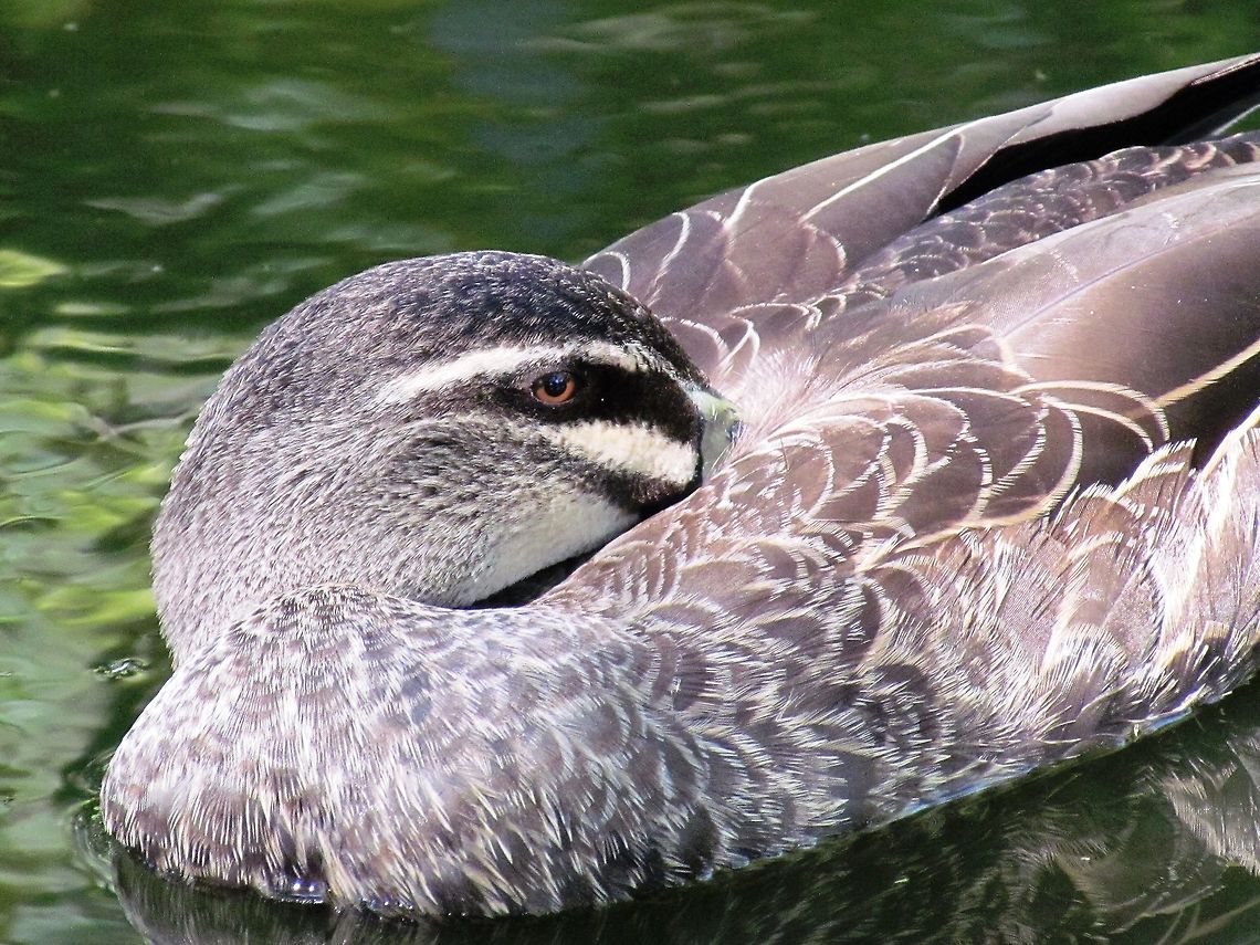 Pacific Black Duck close-up As I have mentioned previously, Australia is great fun for a birder as almost every bird you see is one you cannot really see anywhere else. I saw this one just in a city park, but it was still a new one for my Life List. Anas superciliosa,Australia,Geotagged,Pacific Black Duck,Spring,new south wales