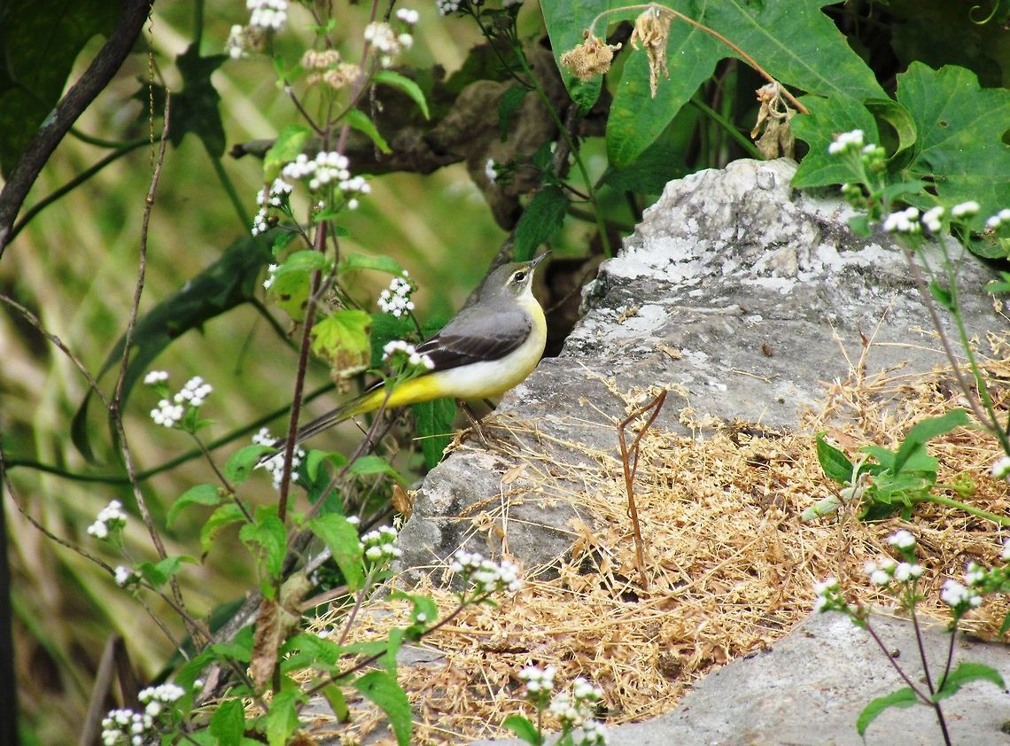 Grey Wagtail in the Himalayan Foothills While hiking around the Himalayan foothills of Nepal, among all of the exotic birds, we saw one of these old friends from Europe. I have always wondered about the name, since the color that grabs your eye is yellow not grey. I much prefer the German name, Gebirgestelze, which translates to &quot;Mountain Stilt&quot;. Fall,Geotagged,Grey wagtail,Motacilla cinerea,Nepal,Pokhara