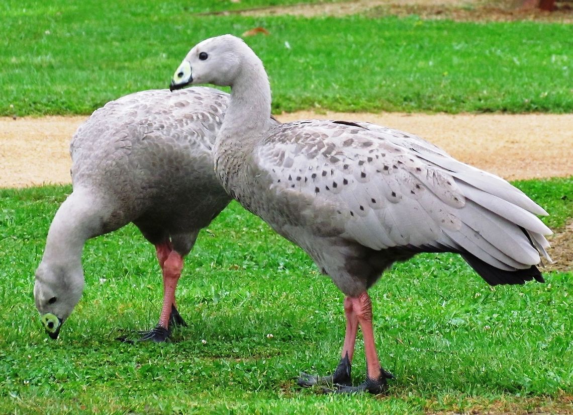 Cape Barren Geese in the garden Maybe for Australians this is no big deal (like Canada Geese in the US), but for me to see these strange looking geese on the lawn of our lodge on Phillip island one morning was a real thrill. Australia,Cape Barren goose,Cereopsis novaehollandiae,Geotagged,Phillip island,Spring,Victoria