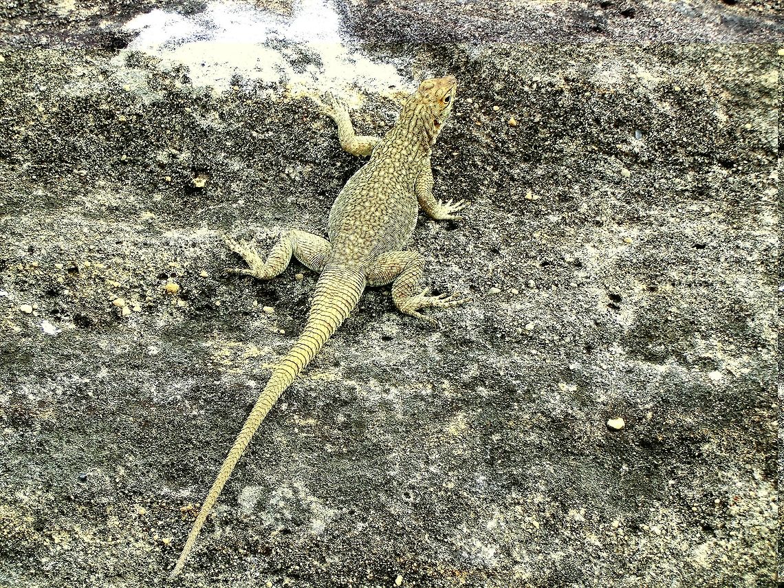 Dumerils Swift - A lizard not a bird despite the name  Another view of this strangely named lizard - it is neither a swift (bird) nor a true iguana. Dum&eacute;ril's Madagascar Swift,Geotagged,Isalo National Park,Madagascar,Oplurus quadrimaculatus,Spring