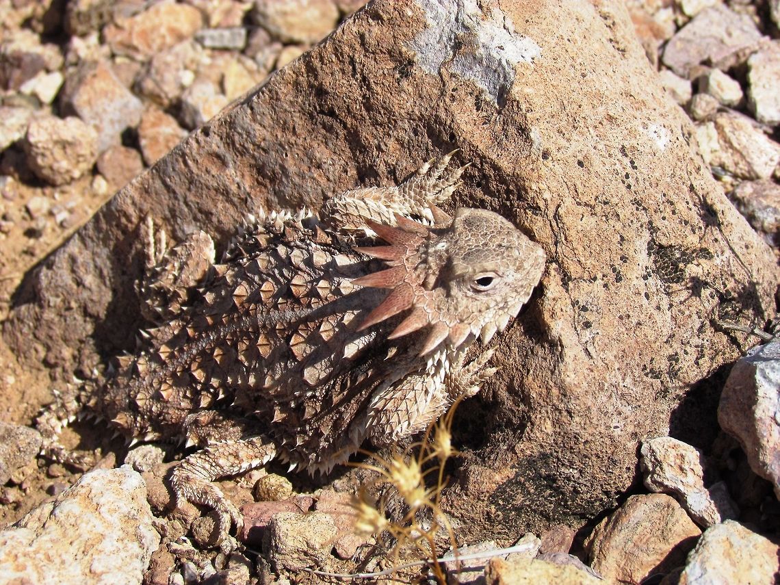 Regal Horned Lizard I was looking for interesting rocks in the desert of Organ Pipe National Monument when I almost stepped on this cute little fella. It was very hard to point out to my wife - but a beautiful and hard to spot creature that I had always wanted to see. Arizona,Geotagged,Organ Pipe Cactus NM,Phrynosoma solare,Regal horned lizard,Summer,United States