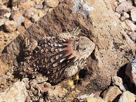 Regal Horned Lizard I was looking for interesting rocks in the desert of Organ Pipe National Monument when I almost stepped on this cute little fella. It was very hard to point out to my wife - but a beautiful and hard to spot creature that I had always wanted to see. Arizona,Geotagged,Organ Pipe Cactus NM,Phrynosoma solare,Regal horned lizard,Summer,United States