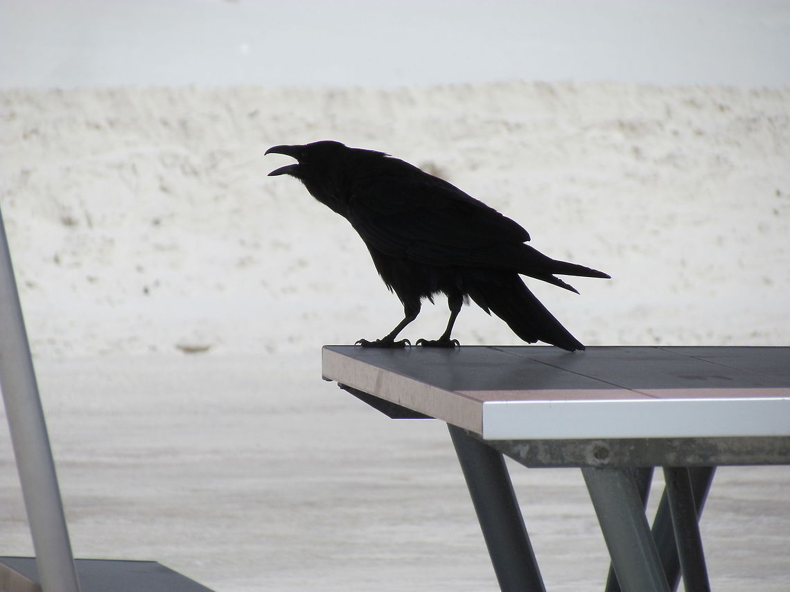 Chihuahuan Raven This species is almost impossible to differentiate from the Common Raven (Corvus corax) and even very experienced Arizona birders told me that it is practically indistinguishable in the field. So why am I so confident that I have the correct ID? Because I saw several of them at White Sands National Monument in a short visit and on the official bird list the Chihuahuan Raven is listed as "common" and the Common Ravenis "rare". Chihuahuan raven,Corvus cryptoleucus,Geotagged,Summer,United States,White Sands National Monument,new mexico