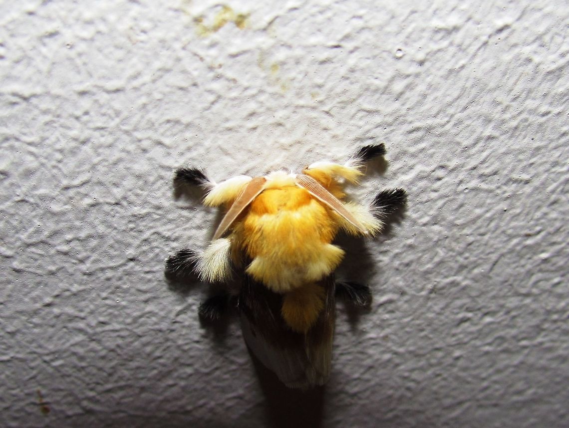 Southern Flannel Moth This is truly a bizarre creature - a moth that looks like some kind of long-haired mammal with antennae that could be from an alien in a sci-fi movie. Arizona,Geotagged,Megalopyge opercularis,Southern Flannel Moth,Summer,United States