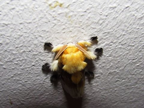 Southern Flannel Moth This is truly a bizarre creature - a moth that looks like some kind of long-haired mammal with antennae that could be from an alien in a sci-fi movie. Arizona,Geotagged,Megalopyge opercularis,Southern Flannel Moth,Summer,United States