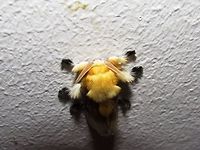 Southern Flannel Moth This is truly a bizarre creature - a moth that looks like some kind of long-haired mammal with antennae that could be from an alien in a sci-fi movie. Arizona,Geotagged,Megalopyge opercularis,Southern Flannel Moth,Summer,United States