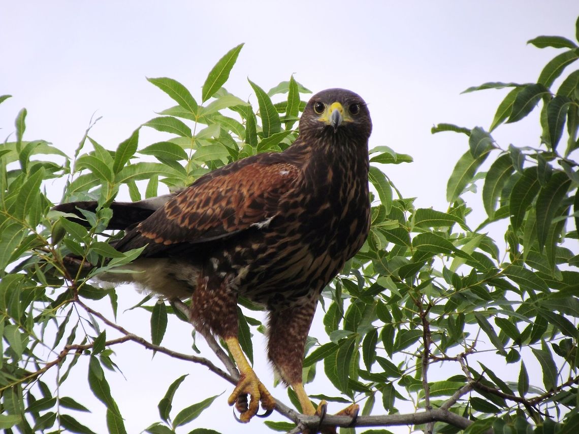Harris Hawk checking us out This one was in a tree right next to the road prompting us to stop for some photos. This was in rural New Mexico, so some people stopped to ask if we needed help and we said, &quot;No, just photographing birds&quot;. They looked at us strangely but said good-naturedly, &quot;Plenty of those around here&quot;. Geotagged,Harriss hawk,Parabuteo unicinctus,Summer,United States,new mexico