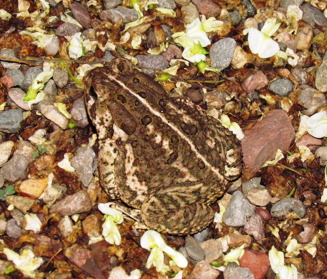 Woodhouse's Toad at night We stayed in a great B&amp;B (Bird &amp; Breakfast they called themselves) with all the rooms arranged around a courtyard with a fountain. It being essentially desert, the courtyard was very enticing for many creatures and a number of these would come out and roam around at twilight. Arizona,Bufo woodhousii,Geotagged,Summer,United States,Woodhouses Toad