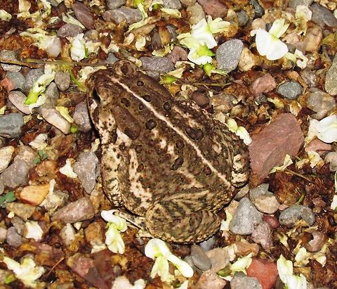 Woodhouse's Toad at night We stayed in a great B&B (Bird & Breakfast they called themselves) with all the rooms arranged around a courtyard with a fountain. It being essentially desert, the courtyard was very enticing for many creatures and a number of these would come out and roam around at twilight. Arizona,Bufo woodhousii,Geotagged,Summer,United States,Woodhouses Toad