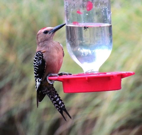 Gila Woodpecker Travelling Incognito as a Hummingbird These are beautiful woodpeckers and at the B&B we stayed at, they loved to hang out on the hummingbird feeders. I don't really know if they enjoy the sugar water the way hummingbirds do. Arizona,Geotagged,Melanerpes uropygialis,Summer,United States,gila woodpecker