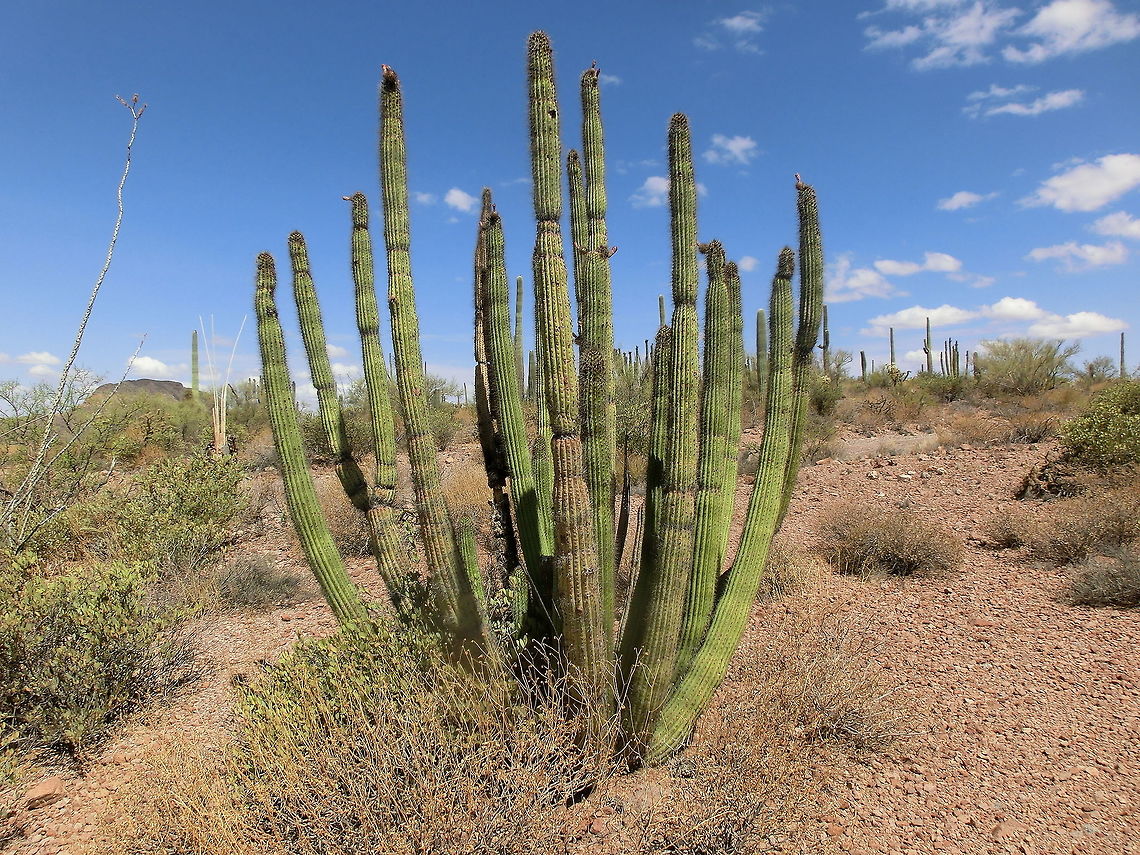 Organ Pipe Cactus in its namesake National Monument Perhaps not as spectacular as the nearby Saguaro National Park, the Organ Pipe Cactus NM is well worth a visit and is practically the only place in the US where you can see these distinctive cacti - and a lot of interesting birds, mammals, insects and reptiles. Arizona,Geotagged,Organ Pipe Cactus NM,Organpipe cactus,Stenocereus thurberi,Summer,United States