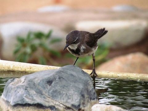 Cape Wagtail comes for a drink in the desert Wagtails are one of those bird families that are great fun to watch around the world: they are recognizable as wagtails at a glance, but there are many species and they all have small but clear differences in plumage. Cape Wagtail,Geotagged,Motacilla capensis,Namibia,Spring,namibia